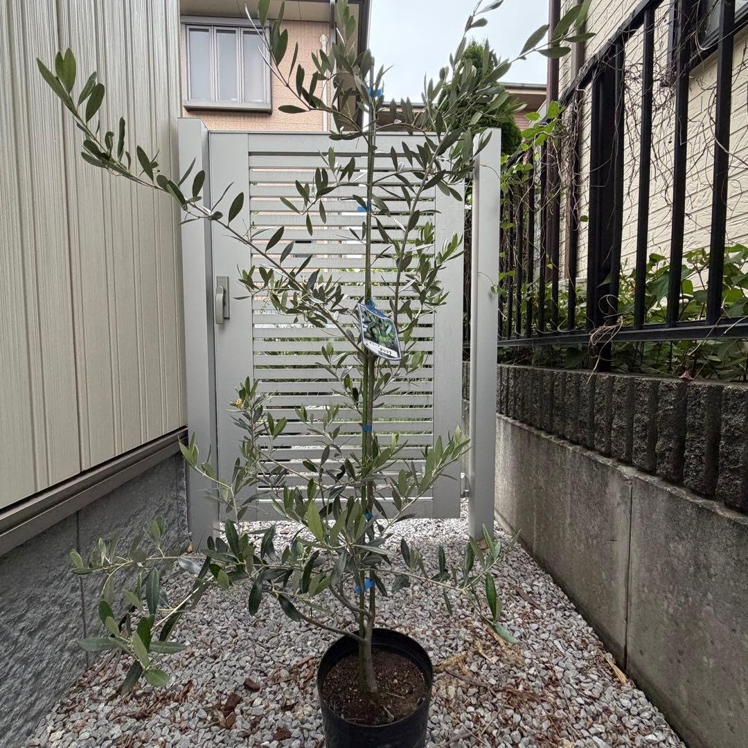 オリーブ　カラマタ　鉢底約1.3m 実付き Amazon｜オリーブ カラマタ 鉢底約1.3m 実付き｜観葉植物 オンライン通販